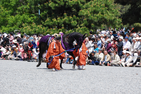 葵祭 牽馬