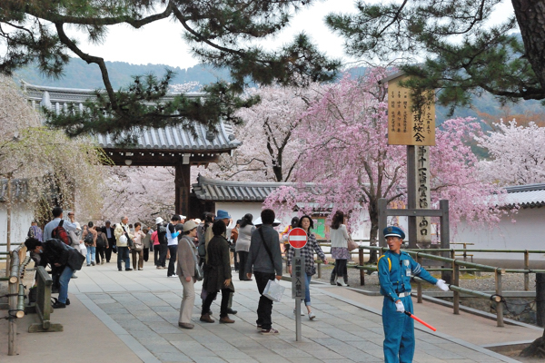 醍醐寺 桜