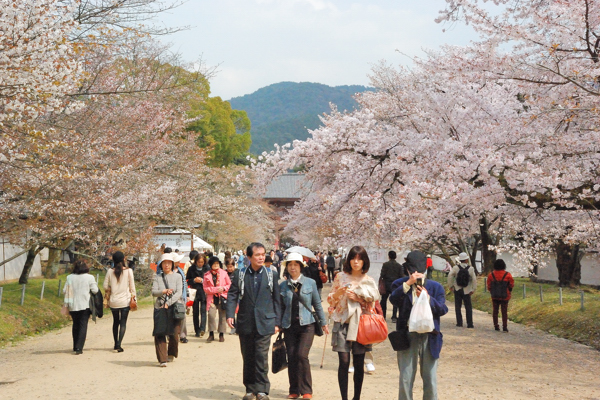 醍醐寺 桜