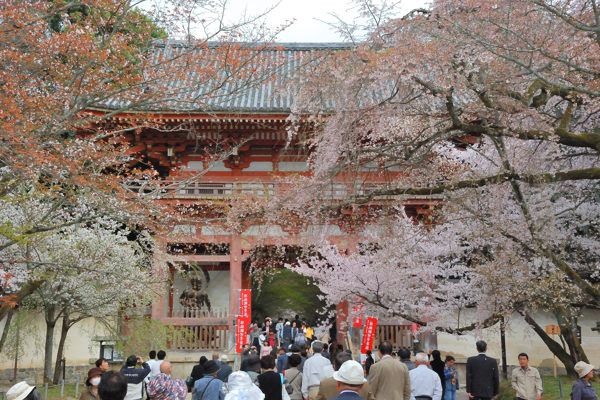 醍醐寺 西大門 桜