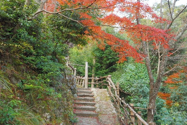 急坂と紅葉