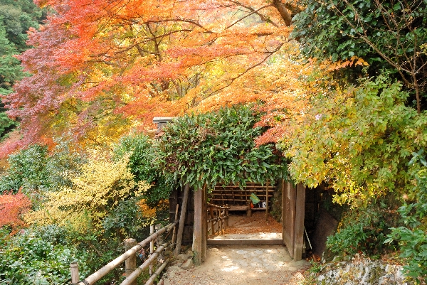 中門と紅葉