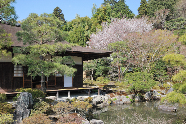 銀閣寺 東求堂 桜