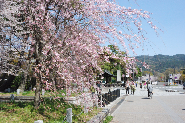 平安神宮 桜