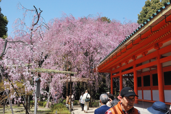 平安神宮 桜 神苑