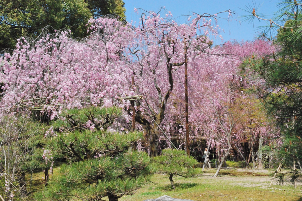 平安神宮 桜 神苑