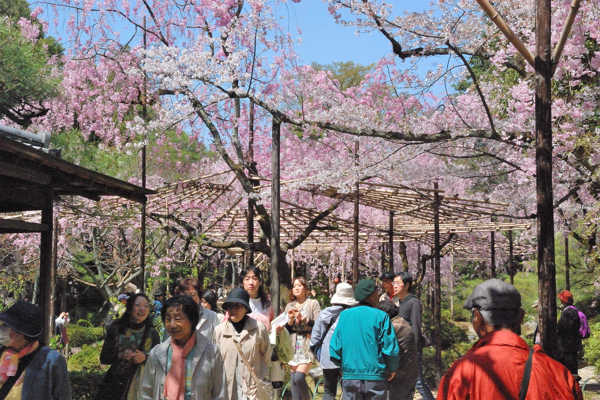 平安神宮 桜 神苑