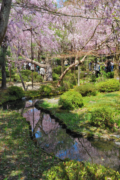 平安神宮 桜 神苑