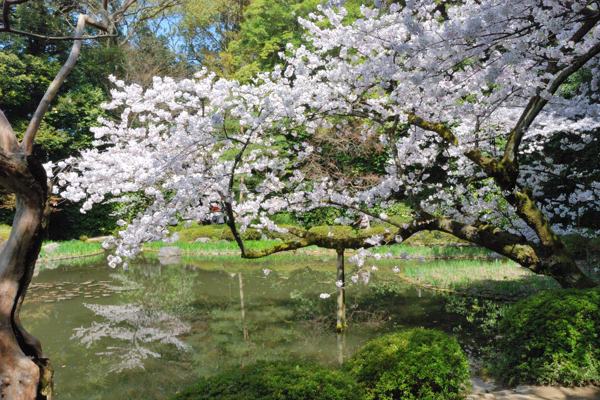 平安神宮 桜 白虎池