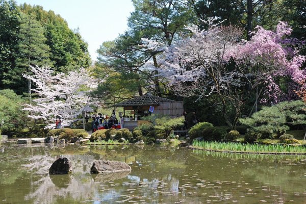 平安神宮 桜 白虎池