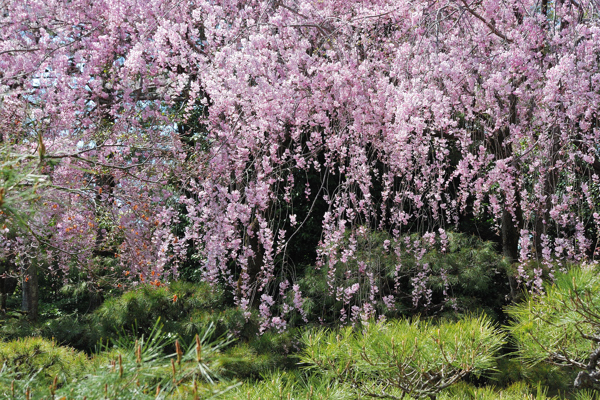 平安神宮 桜