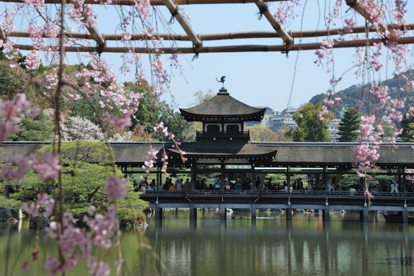 平安神宮 桜 秦平閣