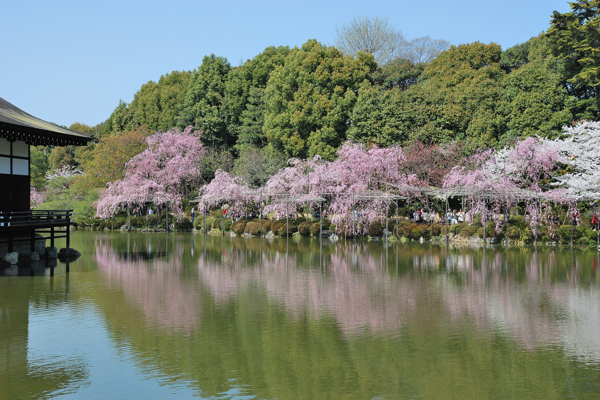 平安神宮 桜