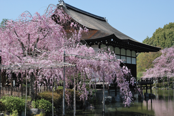 平安神宮 桜 尚美館