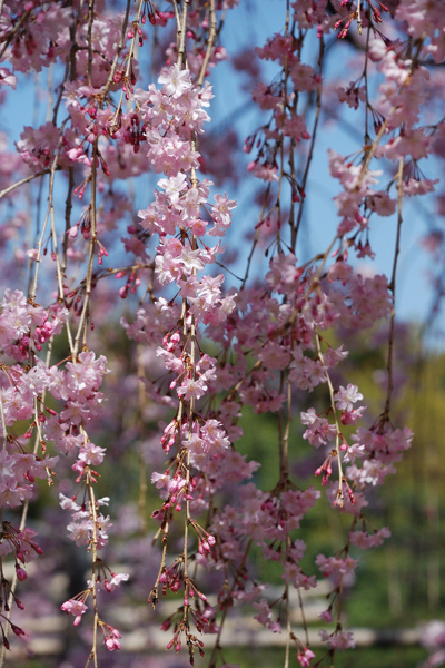 平安神宮 桜