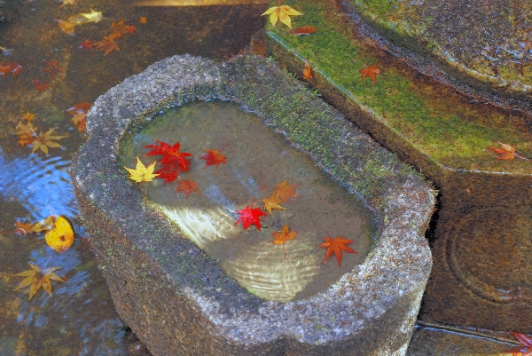 水に浮かぶ紅葉