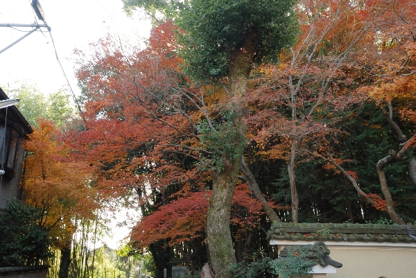 入口付近の紅葉