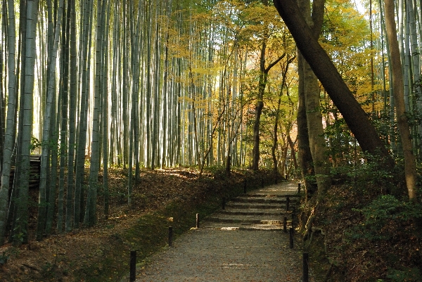 優しい光の中の参道