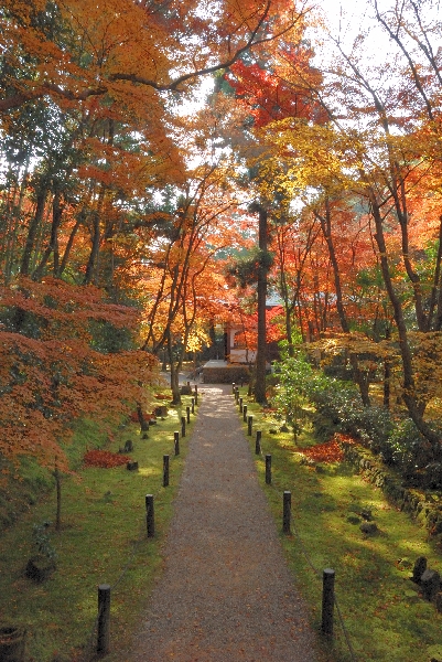 紅葉と参道