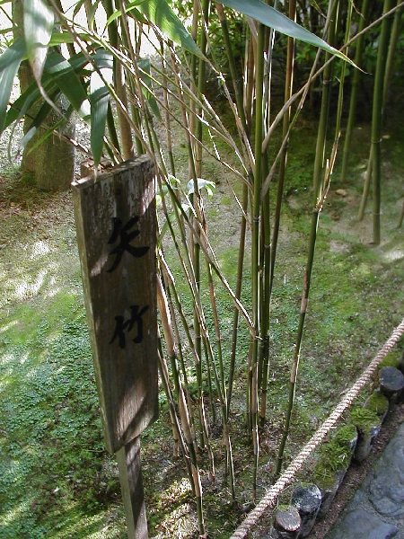 矢竹