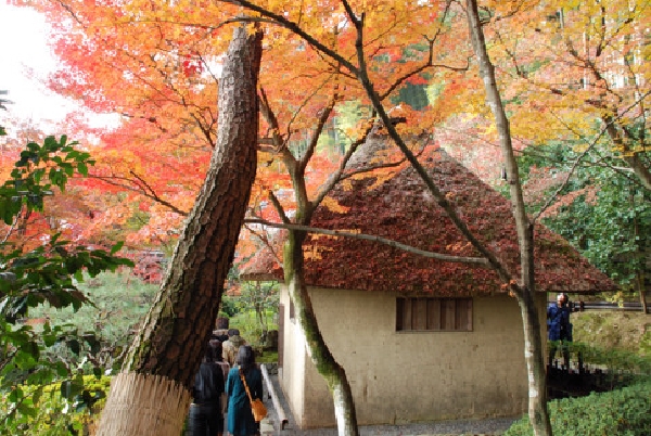 鈴虫小屋と紅葉
