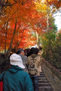 ８０段の階段と頭上の紅葉