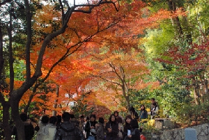 鈴虫小屋前の紅葉