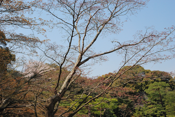 金閣寺 桜