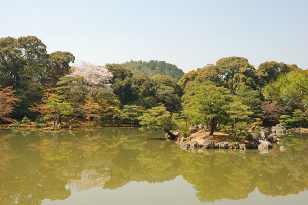 金閣寺 桜