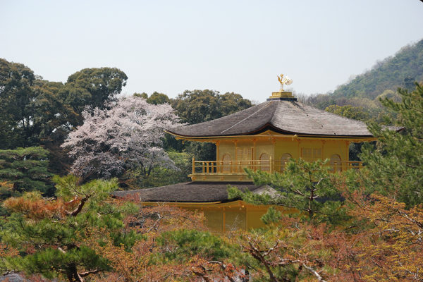 金閣寺 金閣と桜