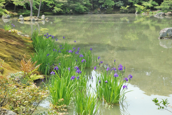 鏡湖池に咲くカキツバタ