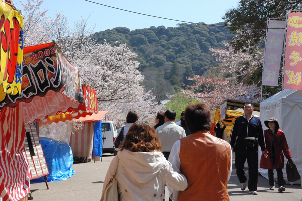 円山公園 桜