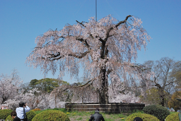 円山公園 枝垂桜