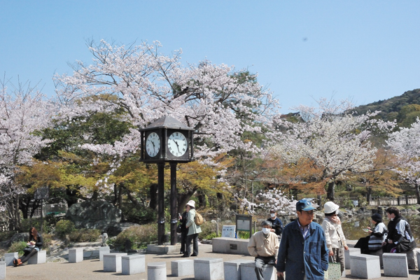 円山公園 桜