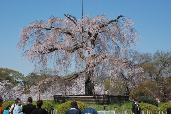 円山公園 枝垂桜