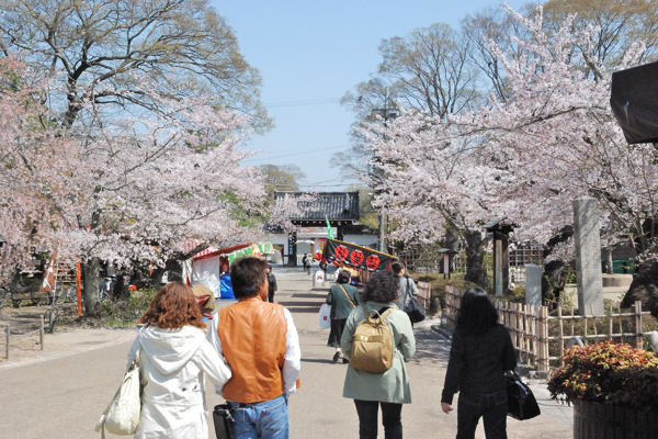 円山公園 桜