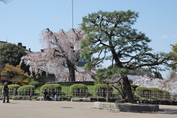 円山公園 枝垂桜