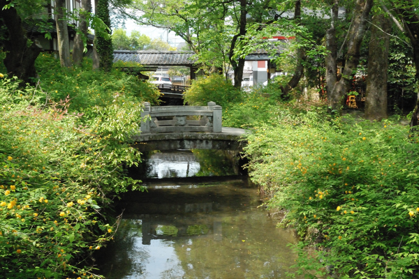 松尾大社 山吹