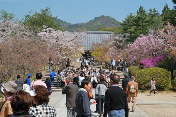 仁和寺 桜