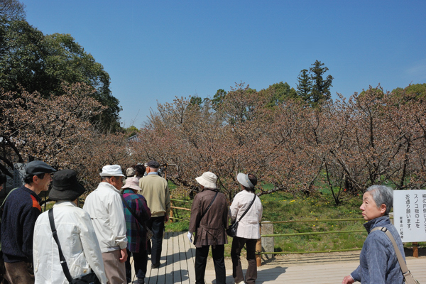 仁和寺 御室桜