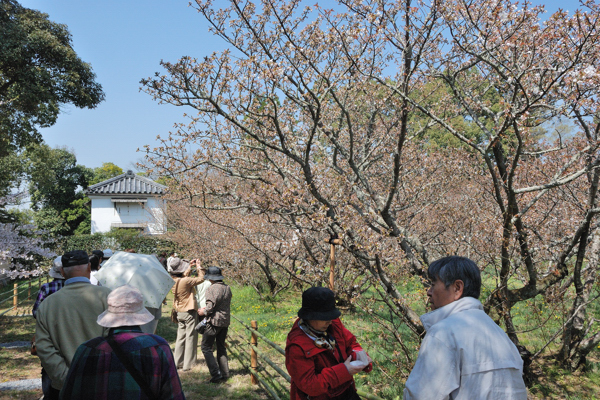 仁和寺 御室桜