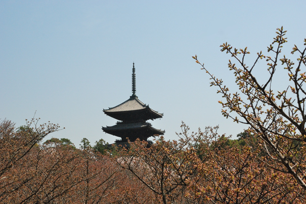 仁和寺 御室桜と五重塔