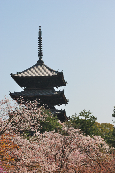 仁和寺 五重塔と桜