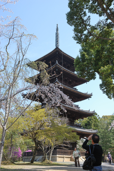 仁和寺 五重塔と桜