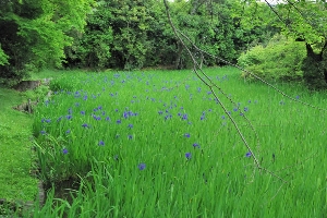 カキツバタ
