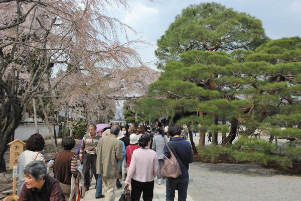 三宝院 桜