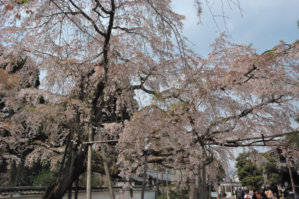 三宝院 桜