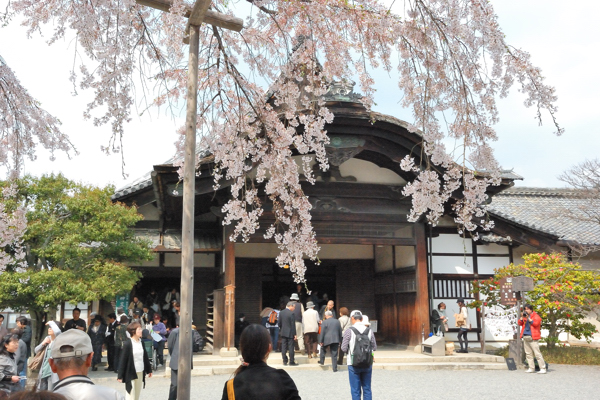 三宝院 桜 大玄関