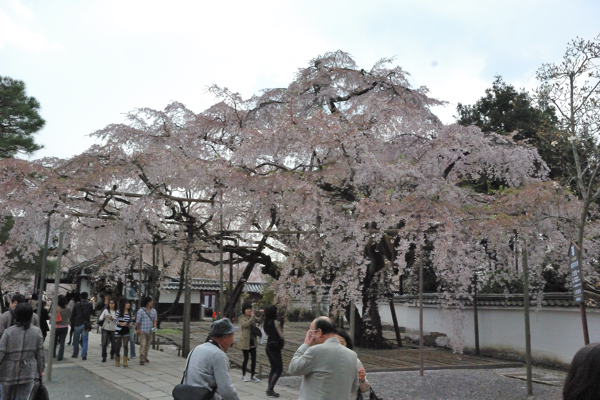 三宝院 桜