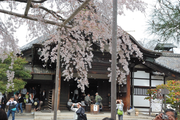 三宝院 桜